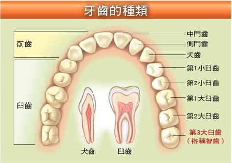 大牙牙齒|大臼齿